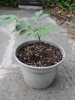 Walnoten boompje, Ophalen, Minder dan 100 cm, Zomer