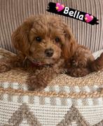 MINI Toy poodle , Toy poedel , nestje verwacht., Poedel, 8 tot 15 weken, Geslacht onbekend, Meerdere