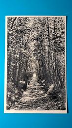 Gaasterland Rijs? 't Zee Laantje, Ophalen of Verzenden, 1940 tot 1960, Ongelopen, Friesland