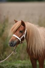 Shetland merries, drachtig van appaloosa, Dieren en Toebehoren, Pony's, Merrie, A pony (tot 1.17m), Recreatiepony, 7 tot 10 jaar