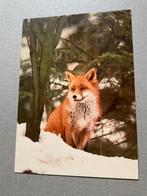 Vos in sneeuw, Ophalen of Verzenden, 1980 tot heden, Gelopen, Wild dier