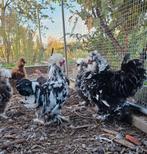 Prachtige Mottled USA Zijdehoen Hanen, Dieren en Toebehoren, Pluimvee, Mannelijk, Kip