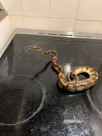 Koningspython enchi yellowbelly 1.0, Dieren en Toebehoren, Reptielen en Amfibieën, Slang, 0 tot 2 jaar