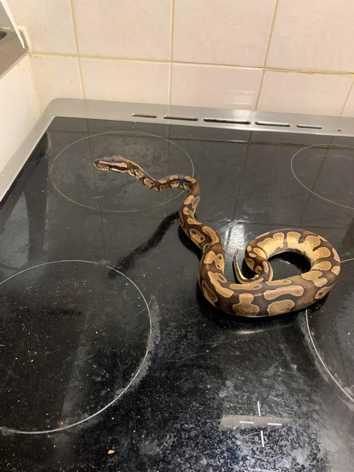 Koningspython yellowbelly 1.0