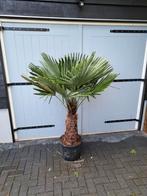 Palmboom trachycarpus fortunei, Volle zon, Ophalen of Verzenden, Palmboom