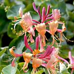 Prachtige tuinplanten / scherp geprijsd, 2e pinksterdag open, Ophalen of Verzenden, Zomer, Vaste plant, Overige soorten