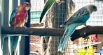 Opaline bont witvleugel pop van 2025 split gold, blauwpastel, Dieren en Toebehoren, Vrouwelijk, Parkiet, Geringd