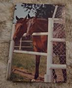 Twee bruine paarden achter een hek, Verzenden, 1980 tot heden, Gelopen, Paard