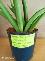Sanseveria chanin pm 12 nummer C1014, Huis en Inrichting, Ophalen of Verzenden, Halfschaduw, Minder dan 100 cm