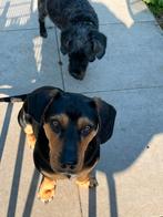 Lieve kleine en stoere Morszi zoekt dito baas, Dieren en Toebehoren, Honden | Niet-rashonden, Particulier, Rabiës (hondsdolheid)