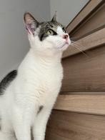 Europese Korthaar Kater Gecastreerd, Dieren en Toebehoren, Katten en Kittens | Overige Katten, Kater, Kortharig, 3 tot 5 jaar