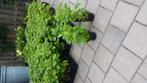 WEGENS OMSTANDIGHEDEN  een restant STRONG ANNABELLE HORTENSI, Vaste plant, Halfschaduw, Zomer, Ophalen