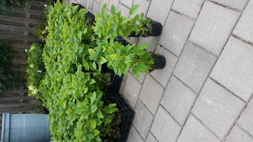 WEGENS OMSTANDIGHEDEN  een restant STRONG ANNABELLE HORTENSI, Tuin en Terras, Planten | Tuinplanten, Vaste plant, Overige soorten