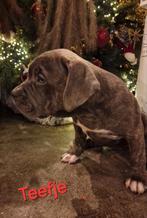 Amerikaanse Bully  pups  xl te koop, Dieren en Toebehoren, Bulldog, Meerdere, Meerdere dieren, Nederland