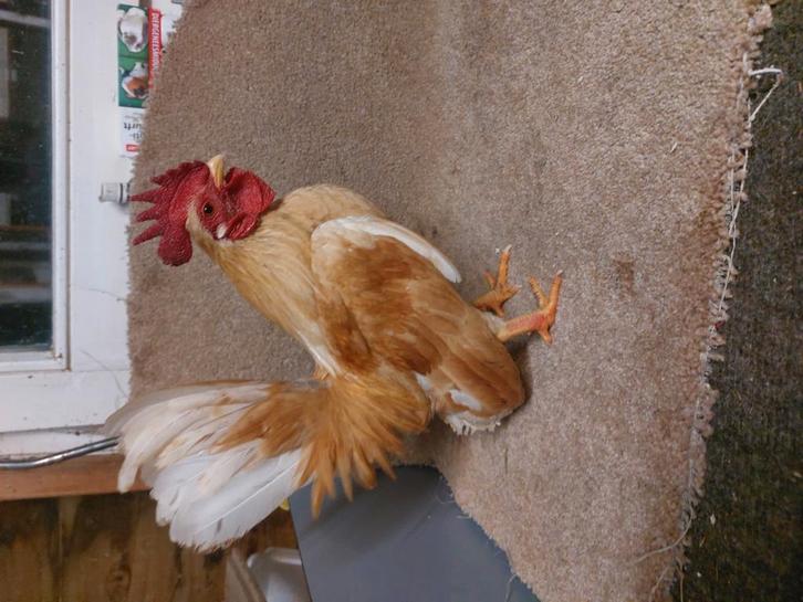 Mooi  tarwe kleurige  A/B  klasse  serama's, Dieren en Toebehoren, Pluimvee, Kip, Geslacht onbekend