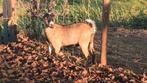 Mooie jonge makke geit, Dieren en Toebehoren, Schapen, Geiten en Varkens, Vrouwelijk, Geit, 0 tot 2 jaar