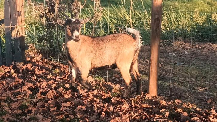 Mooie jonge makke geit, Dieren en Toebehoren, Schapen, Geiten en Varkens, Geit, Vrouwelijk, 0 tot 2 jaar
