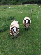 Te koop: 2 zware bonte dekrammen, Dieren en Toebehoren, Schapen, Geiten en Varkens, Mannelijk, Schaap, 0 tot 2 jaar