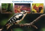 Ansicht- Groeten uit Dwingeloo, Verzamelen, Ansichtkaarten | Nederland, Ophalen of Verzenden, 1980 tot heden, Gelopen, Drenthe