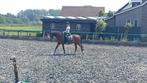 Allrounder ruin 1.47m 19 jaar, Dieren en Toebehoren, Pony's, Gechipt, Z, Ruin, Springpony