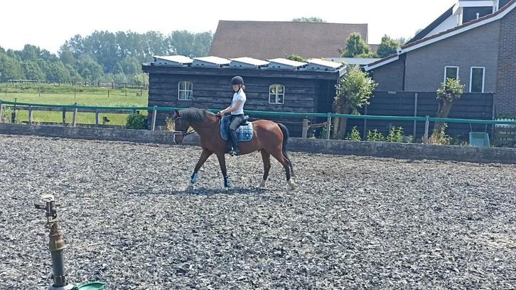 Allrounder ruin 1.47m 19 jaar, Dieren en Toebehoren, Pony's, Ruin, Z, D pony (1.37m tot 1.48m), Springpony, 11 jaar of ouder, Gechipt