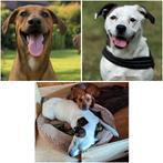 Droom pups️, Dieren en Toebehoren, Honden | Niet-rashonden, België, Particulier, Reu, 8 tot 15 weken