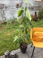 Avocado Plant, Tuin en Terras, Planten | Tuinplanten, Ophalen, Volle zon, Vaste plant, Bloeit niet