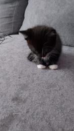 Kitten te koop, Dieren en Toebehoren, Katten en Kittens | Overige Katten, Meerdere dieren