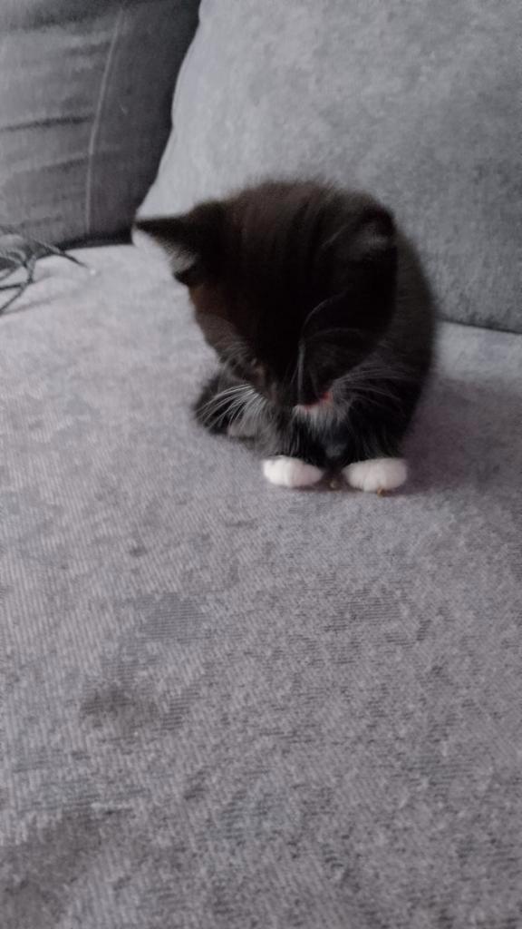 Kitten te koop, Dieren en Toebehoren, Katten en Kittens | Overige Katten, Meerdere dieren