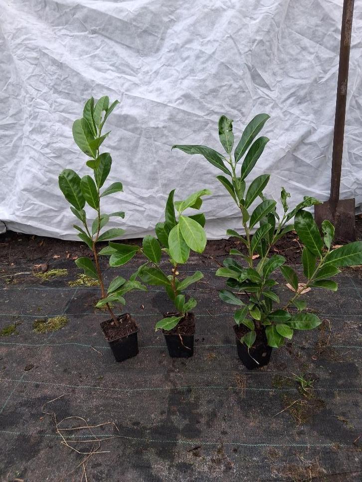 laurier, Tuin en Terras, Planten | Struiken en Hagen, Struik, Laurier, Minder dan 100 cm, Ophalen