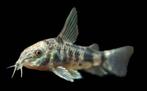 Corydora Paleatus, Dieren en Toebehoren, Vis