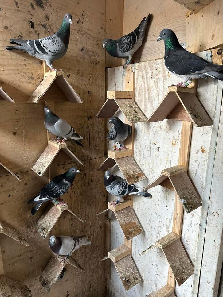 Prachtige postduiven te koop, Dieren en Toebehoren, Vogels | Duiven, Postduif, Meerdere dieren