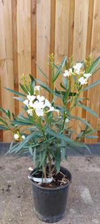Grote Oleander Planten eigen kweek, Ophalen of Verzenden, Zomer, Overige soorten, Volle zon