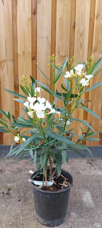 Grote Oleander Planten eigen kweek  beschikbaar voor biedingen