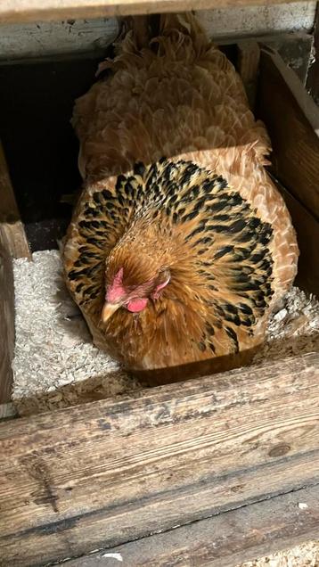 Broedse grote Brahma beschikbaar voor biedingen