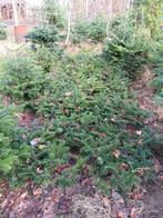 Nordmannen Plantgoed, Tuin en Terras, Planten | Bomen, Ophalen, Halfschaduw, Overige soorten, Minder dan 100 cm