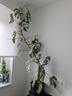 Monstera deliciosa variegata, Huis en Inrichting, Kamerplanten, Ophalen, Halfschaduw, Minder dan 100 cm