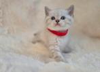 Britse Korthaar kittens beschikbaar vanaf 31 augustus, Dieren en Toebehoren, Katten en Kittens | Raskatten | Langhaar, Meerdere dieren