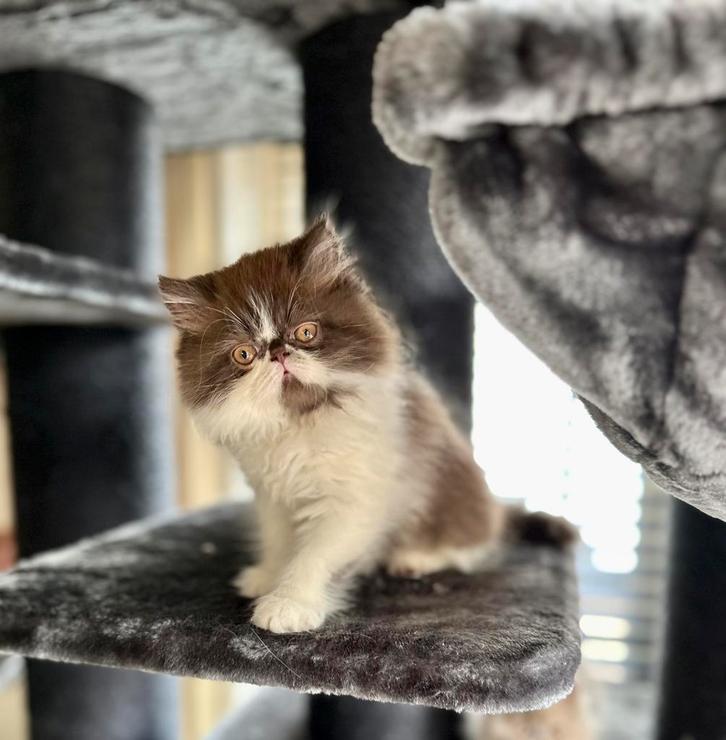 Prachtig brits X  brits mix langhaar, Dieren en Toebehoren, Katten en Kittens | Raskatten | Langhaar, Kater, Ontwormd