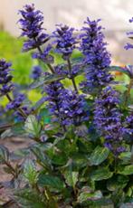 Ajuga reptans (kruipend zenegroen) plantjes/ bodembedekker, Ophalen, Bodembedekkers