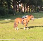 Welsh pony, Dieren en Toebehoren, Pony's, Ruin, Zadelmak, A pony (tot 1.17m), 7 tot 10 jaar