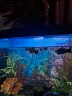 Gratis guppy's, Dieren en Toebehoren, Vis