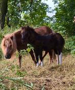 Zéér mooi zwartbont shetlander hengstveulen te koop!, Dieren en Toebehoren, Niet van toepassing, 0 tot 2 jaar, Hengst, A pony (tot 1.17m)
