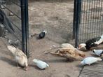 Muskus eenden, Vrouwelijk, Wildzangvogel
