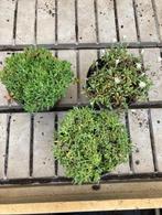 DELOSPERMA gratis verzending, Tuin en Terras, Planten | Tuinplanten, Zomer, Verzenden