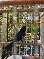 Twatwa man brashong geringd 2022, Mannelijk, Tropenvogel, Geringd