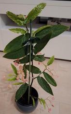 Bloeiende Begonia tamaya plant, Ophalen, Overige soorten, Halfschaduw, In pot