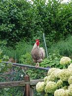 kippen, Dieren en Toebehoren, Pluimvee, Mannelijk, Kip