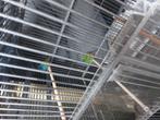 2x papagaai amadine, Dieren en Toebehoren, Vogels | Parkieten en Papegaaien, Meerdere dieren, Parkiet