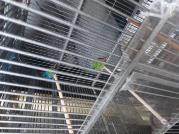 2x papagaai amadine beschikbaar voor biedingen